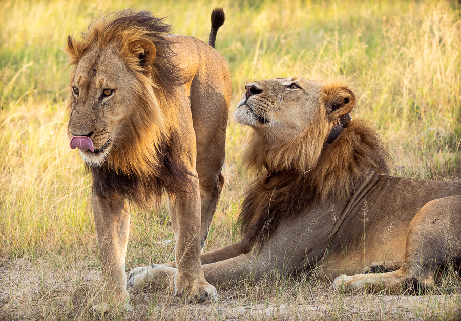 Lion Brothers, Hwange National Park, Zimbabwe