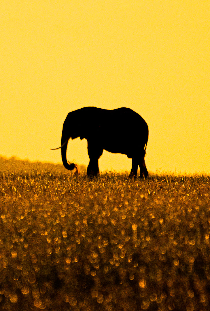 Sunset Elephant, Bumi Hills, Zimbabwe