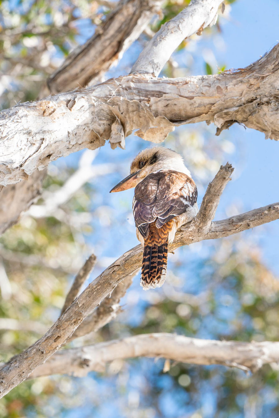 Kookaburra, Tea Tree Bay, Noosa Heads