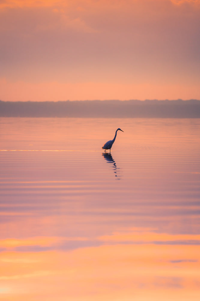 Sunrise Bird, Lake Weyba