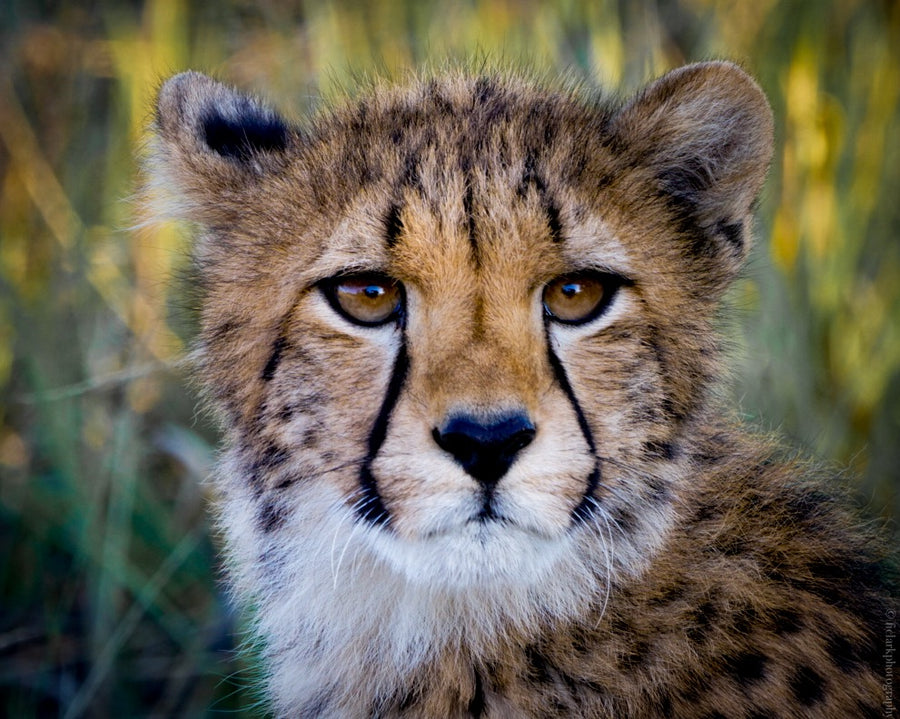 Baby Cheetah, Hwange National Park, Zimbabwe