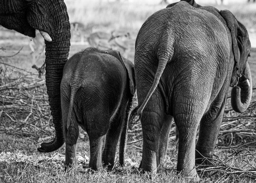 Elephant family (Black and White)