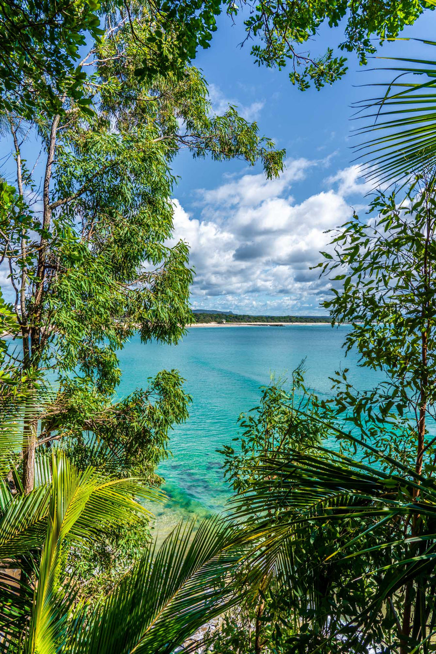 First Point through the Palms, Laguna Bay, Noosa Heads