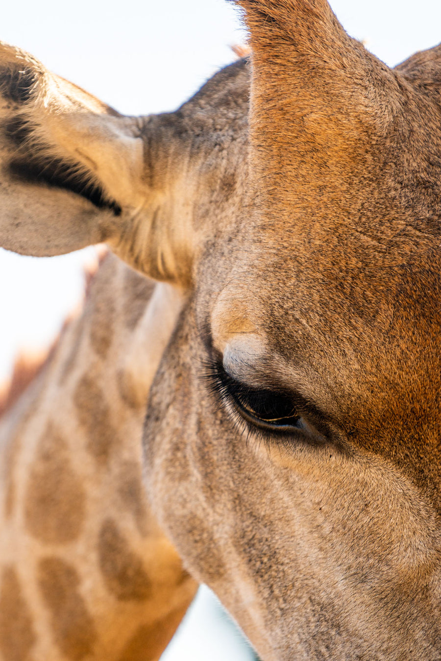 Giraffe Close-up, Wild is Life, Harare, Zimbabwe