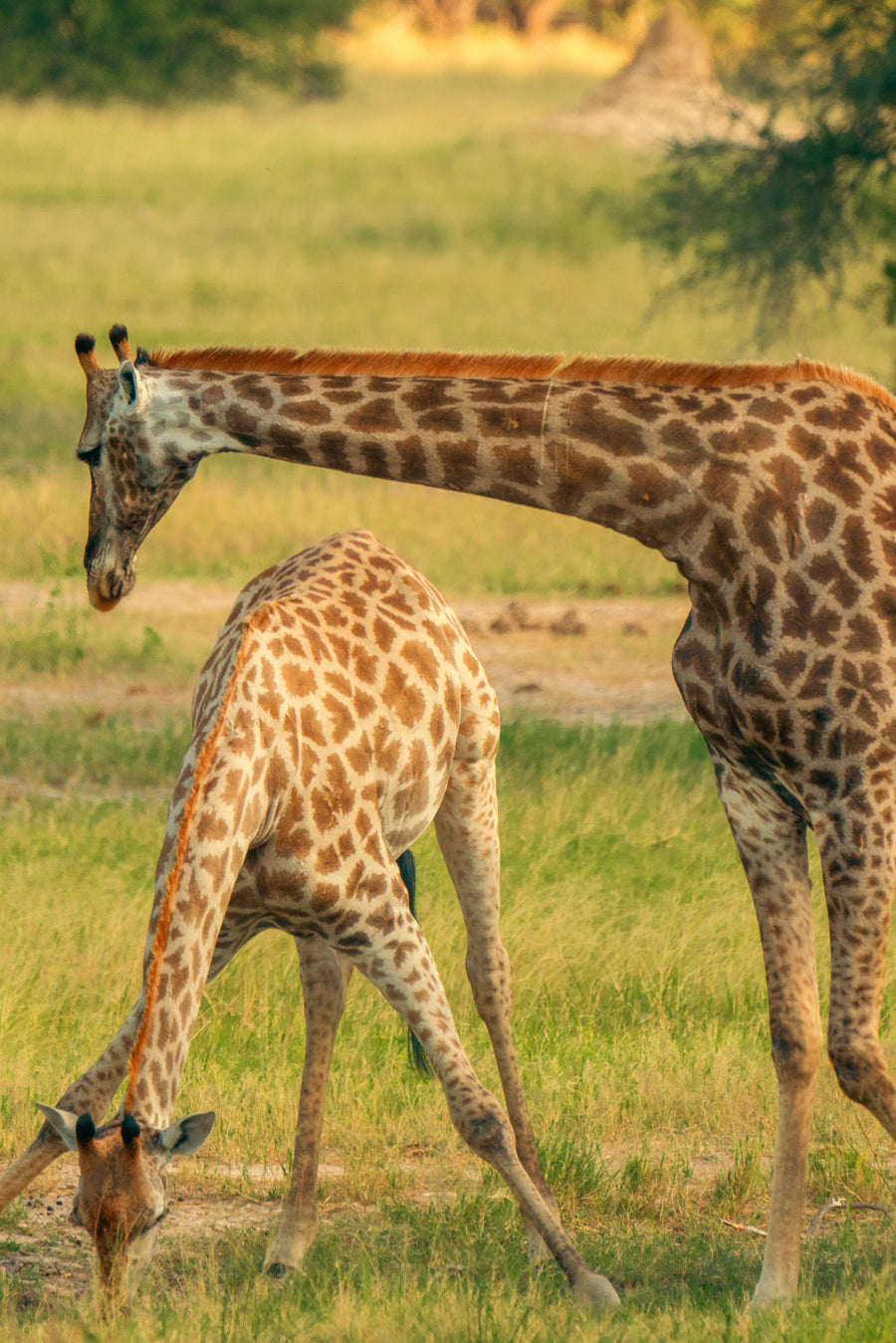 Giraffe family at Waterhole