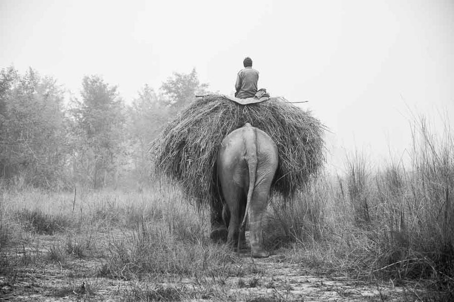 Elephants in the Mist