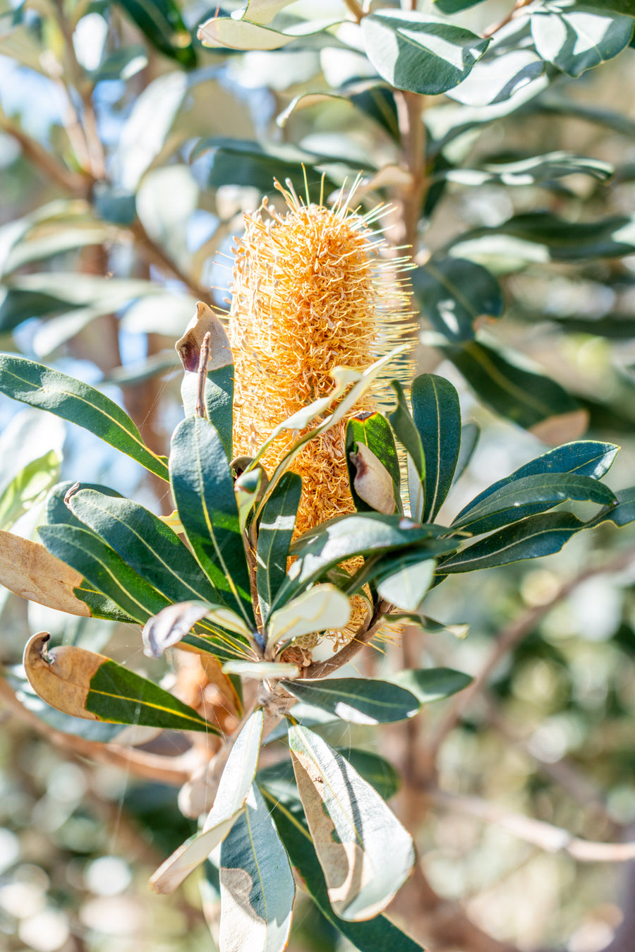 Beautiful Banksia, Noosa National Park, Noosa Heads