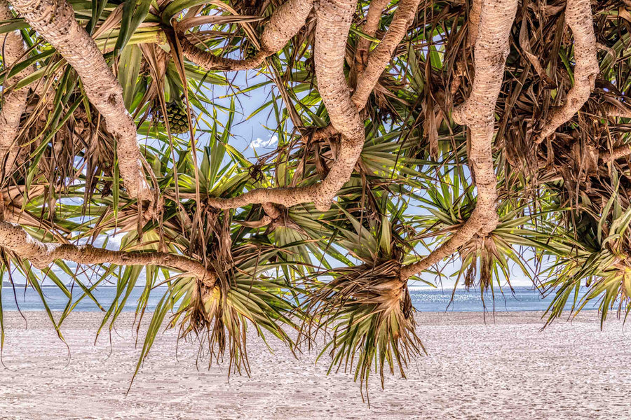 Pandanus, Main Beach Boardwalk, Noosa Heads