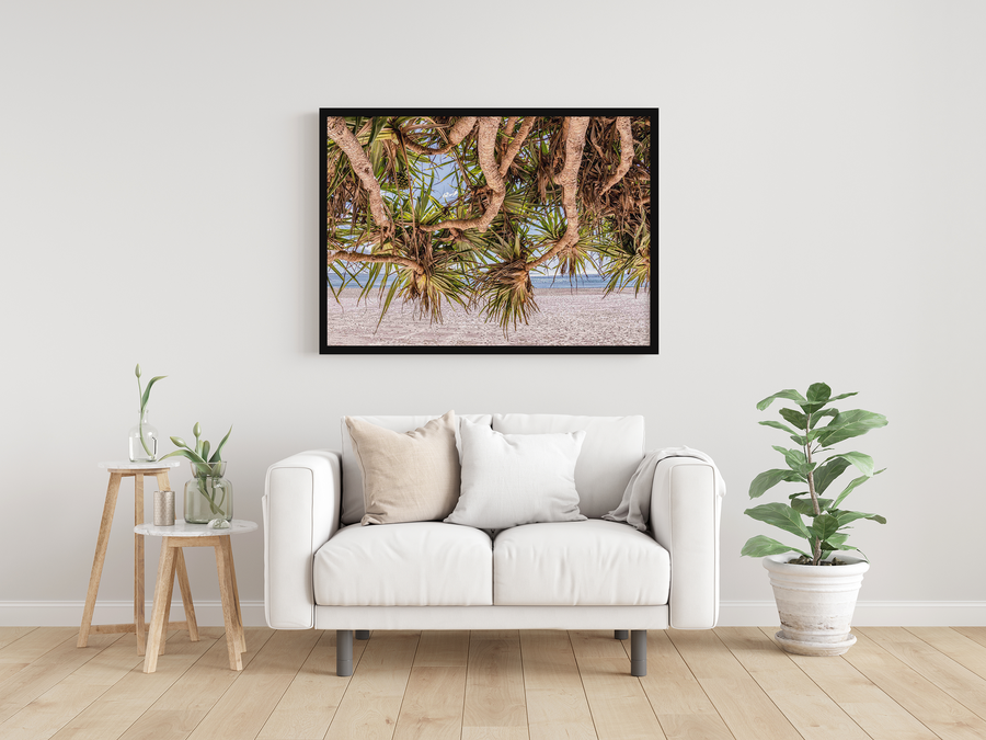 Pandanus, Main Beach Boardwalk, Noosa Heads