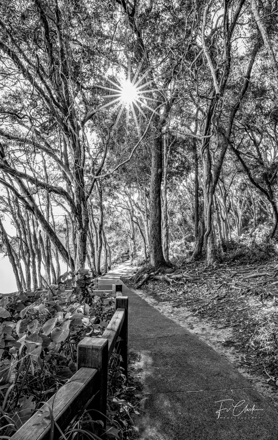 Tea Tree Bay, Coastal path, Black and White