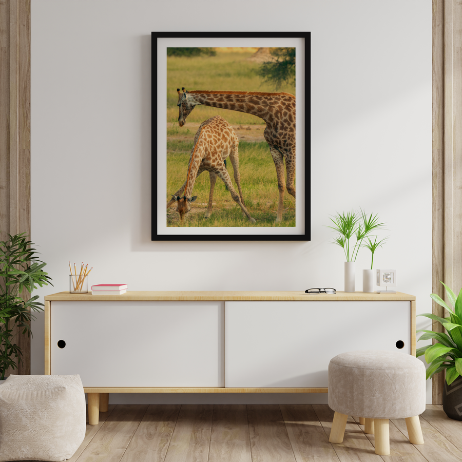 Giraffe family at Waterhole