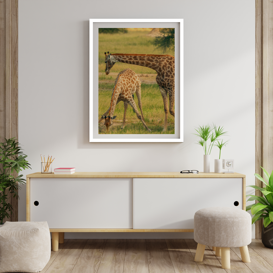 Giraffe family at Waterhole