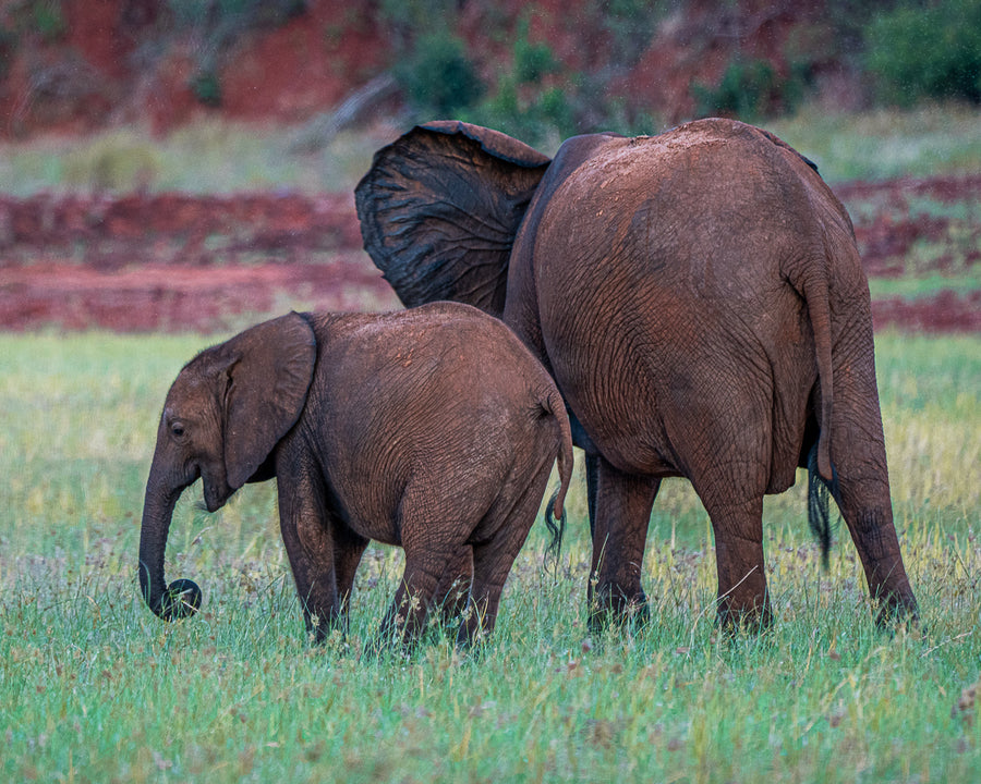 Dusty Red Elephants, Bumi Hills, Zimbabwe