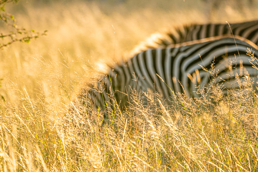 Zebras in Long Grass, Hwange National Park, Zimbabwe